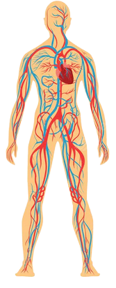 Respiratory and Cardiovascular System