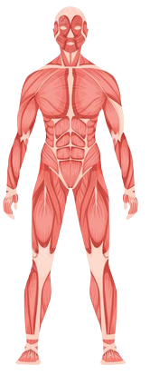 Musculoskeletal System