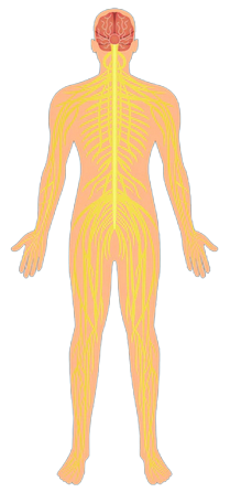 Nervous System